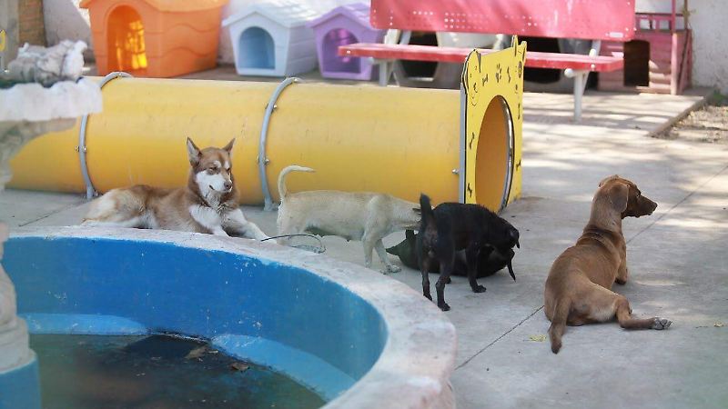 Perritos rescatados en el Centro de Atención Animal en la ciudad de Durango